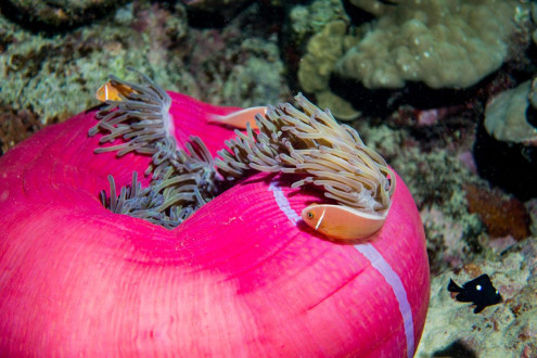 Pink Anemonefish at Turtle Bombie, Saxon Reef
