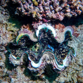 Giant clam at Tommy's Bombie, Hastings Reef. Some of these guys were at least five feet wide!