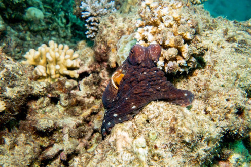 The same octopus at Turtle Bombie, Saxon Reef, two minutes later