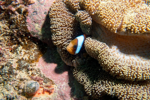 Norman Fingers, Norman Reef