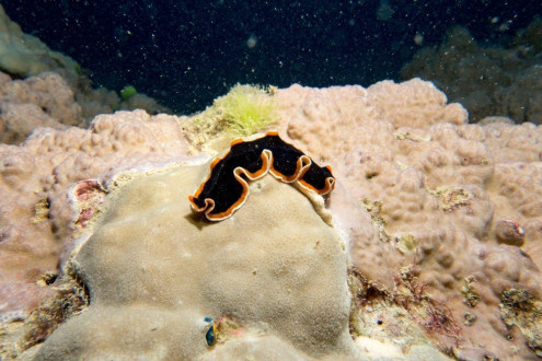Nudibranch at Norman Fingers, Norman Reef