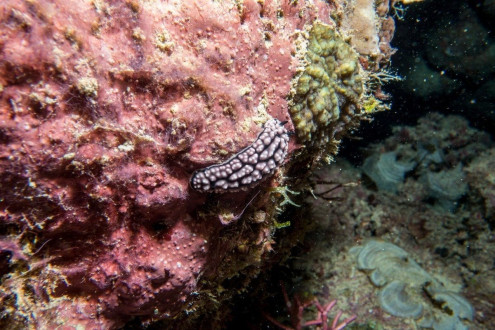 Another nudibranch at Norman Fingers, Norman Reef