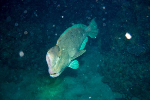 Green Humphead Parrotfish at Platform, Norman Reef
