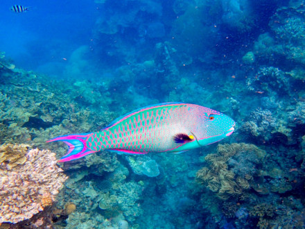 Two-color Parrotfish at Coral Gardens, Hastings