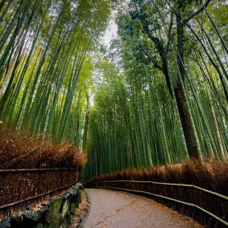 A leisurely morning walk in the Arashiyama Bamboo Grove