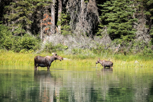 Two Moose