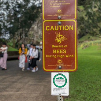 Welcome to Hawai'i, here are your bees?