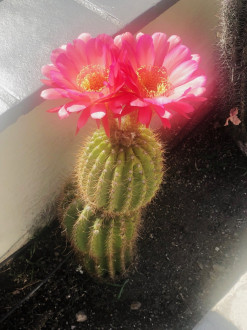 Cactus blooms appearing overnight