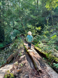 Hike in the redwoods for our spring list