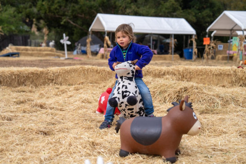 Nova's excellent at cow-riding