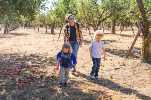 Let's go find some apples!
